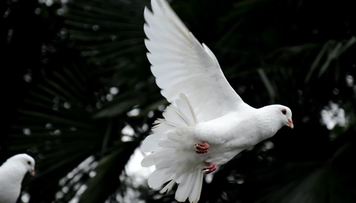 صورة حمامة بيضاء طائرة. 