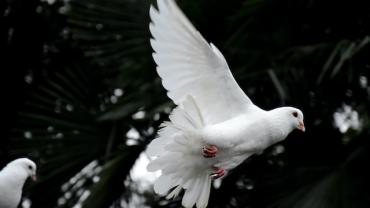 صورة ليمامة بيضاء. 