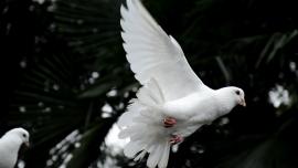 صورة حمامة بيضاء طائرة. 