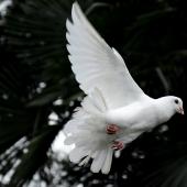 صورة حمامة بيضاء طائرة. 